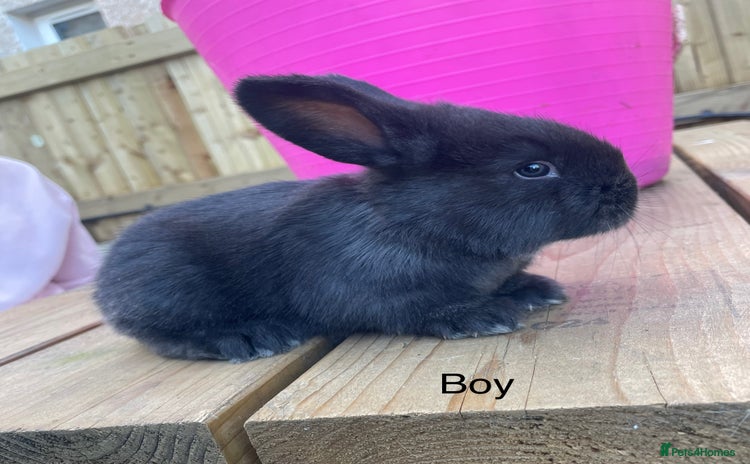 Continental Giant rabbits Various ages of continental giants - Advert 13