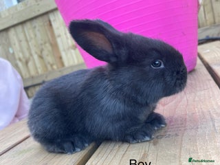 Continental Giant rabbits Various ages of continental giants - Advert 22