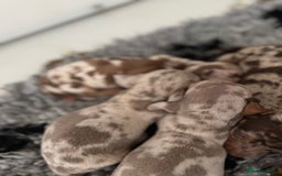 Miniature Dachshund dogs for sale: 5⭐️ licensed breeder - dapple miniaturedachshunds  - Image 11