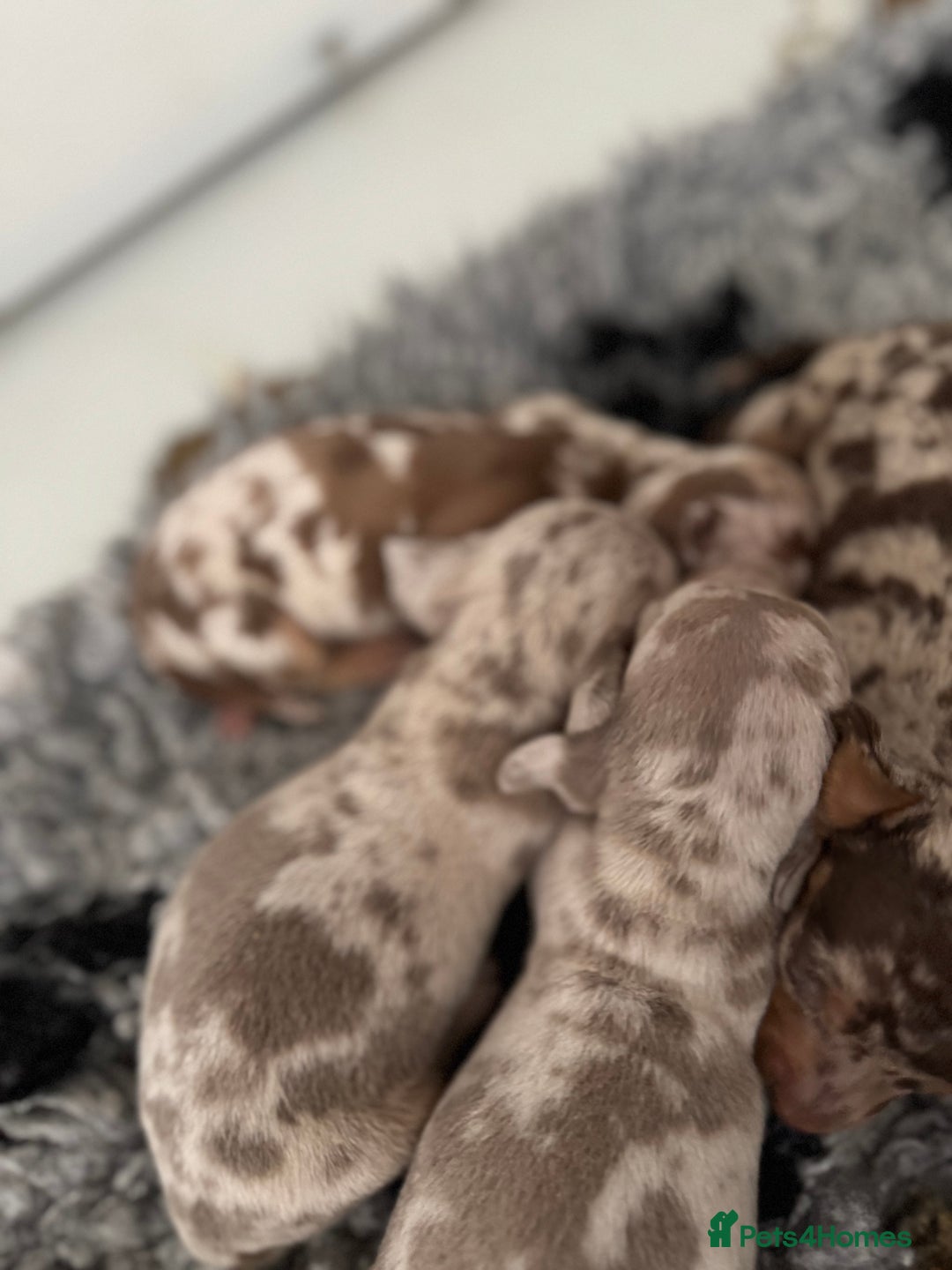 Miniature Dachshund dogs for sale: 5⭐️ licensed breeder - dapple miniaturedachshunds  - Image 11