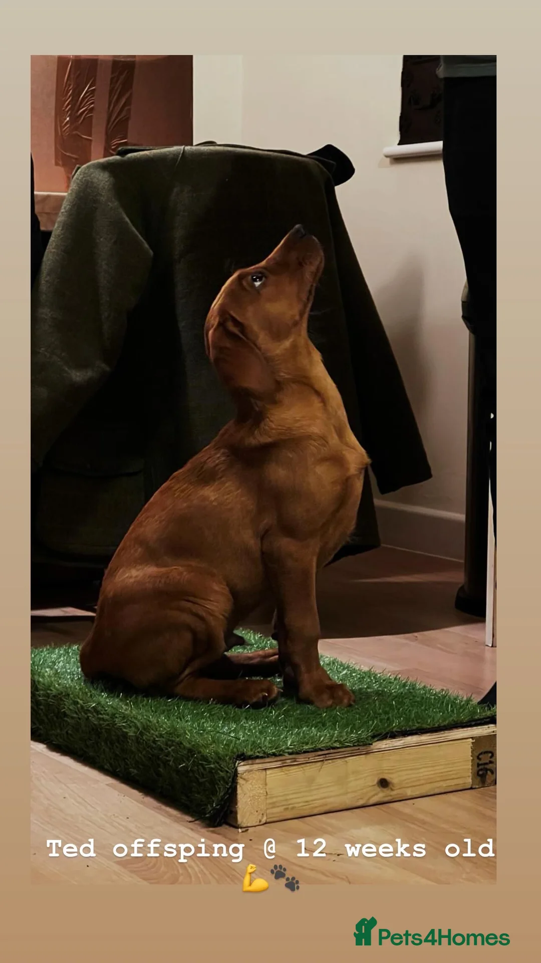 Labrador Retriever dogs for stud: PROVEN & FULLY HEALTH TESTED KC Dark Fox Red Stud  in York - Advert 36