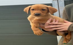 Labrador Retriever dogs for sale: Labrador pups looking for their forever home🏡  - Image 1