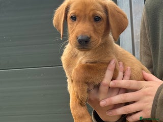 Labrador Retriever dogs - Advert 28