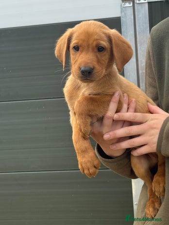 Labrador Retriever dogs Labrador pups looking for their forever home🏡 - Advert 1