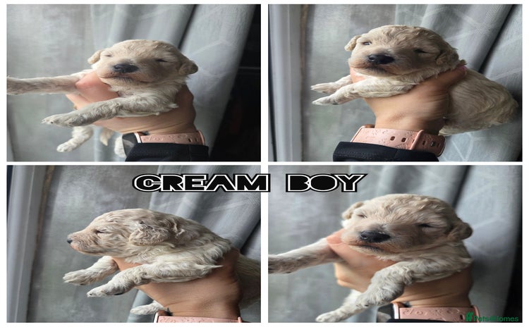 Toy Poodle dogs - Advert 1