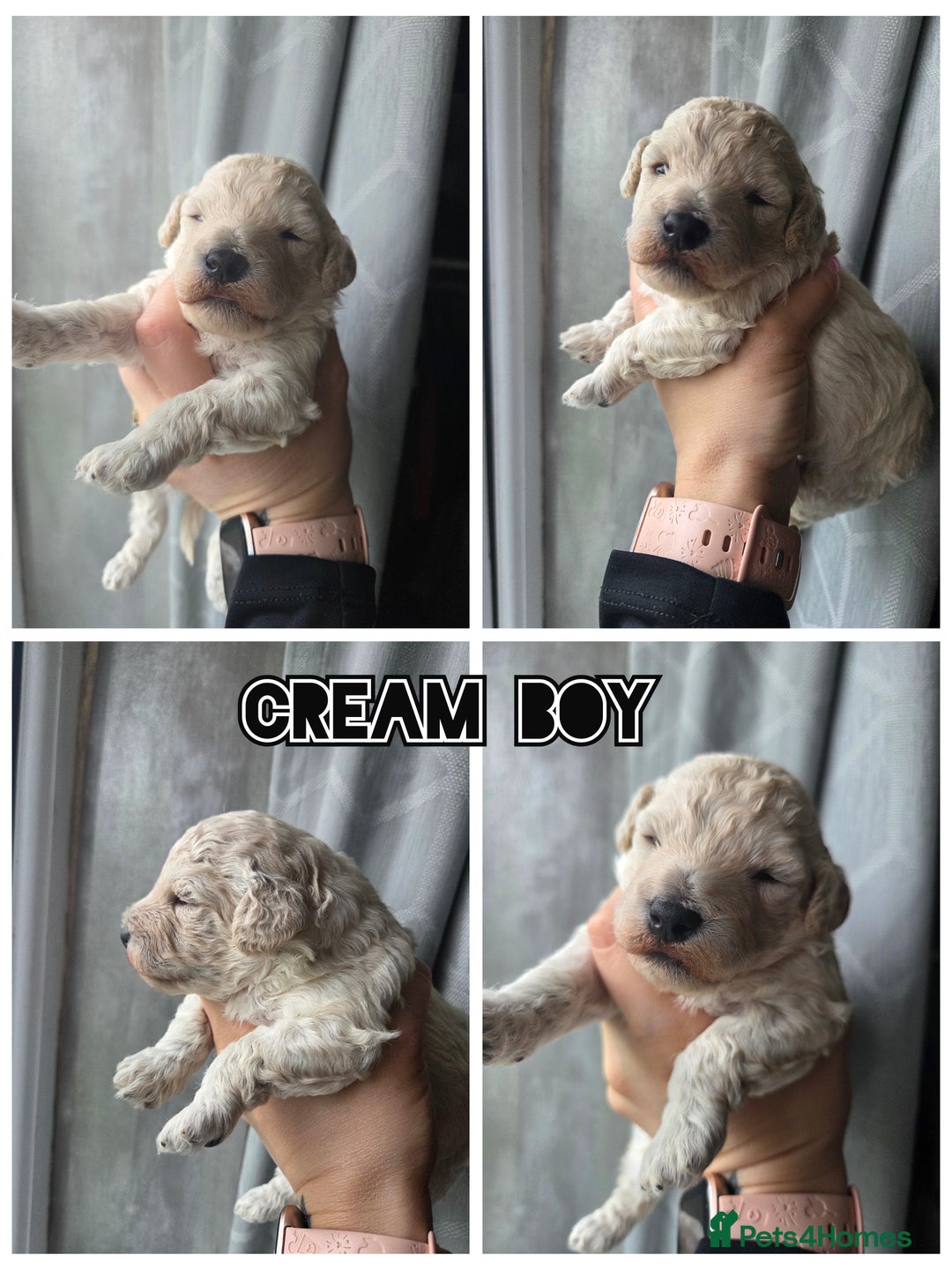 Toy Poodle dogs for sale: Stunning KC reg toy poodle puppies - Image 1