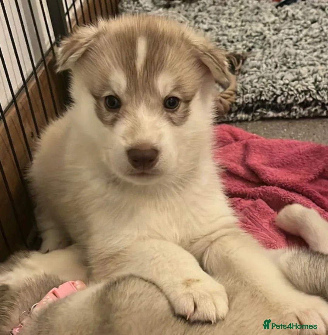 Shepsky dogs for sale: Northern innuit puppies - Advert 34