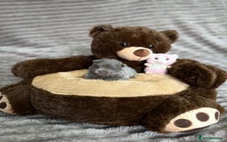 Pomeranian dogs for sale: Stunning lilac Pomeranians  - Advert 6