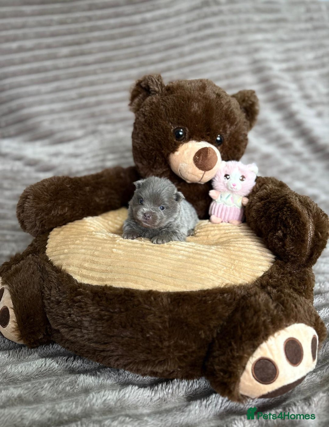 Pomeranian dogs for sale: Stunning lilac Pomeranians  - Advert 6