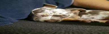 Jack Russell 1
