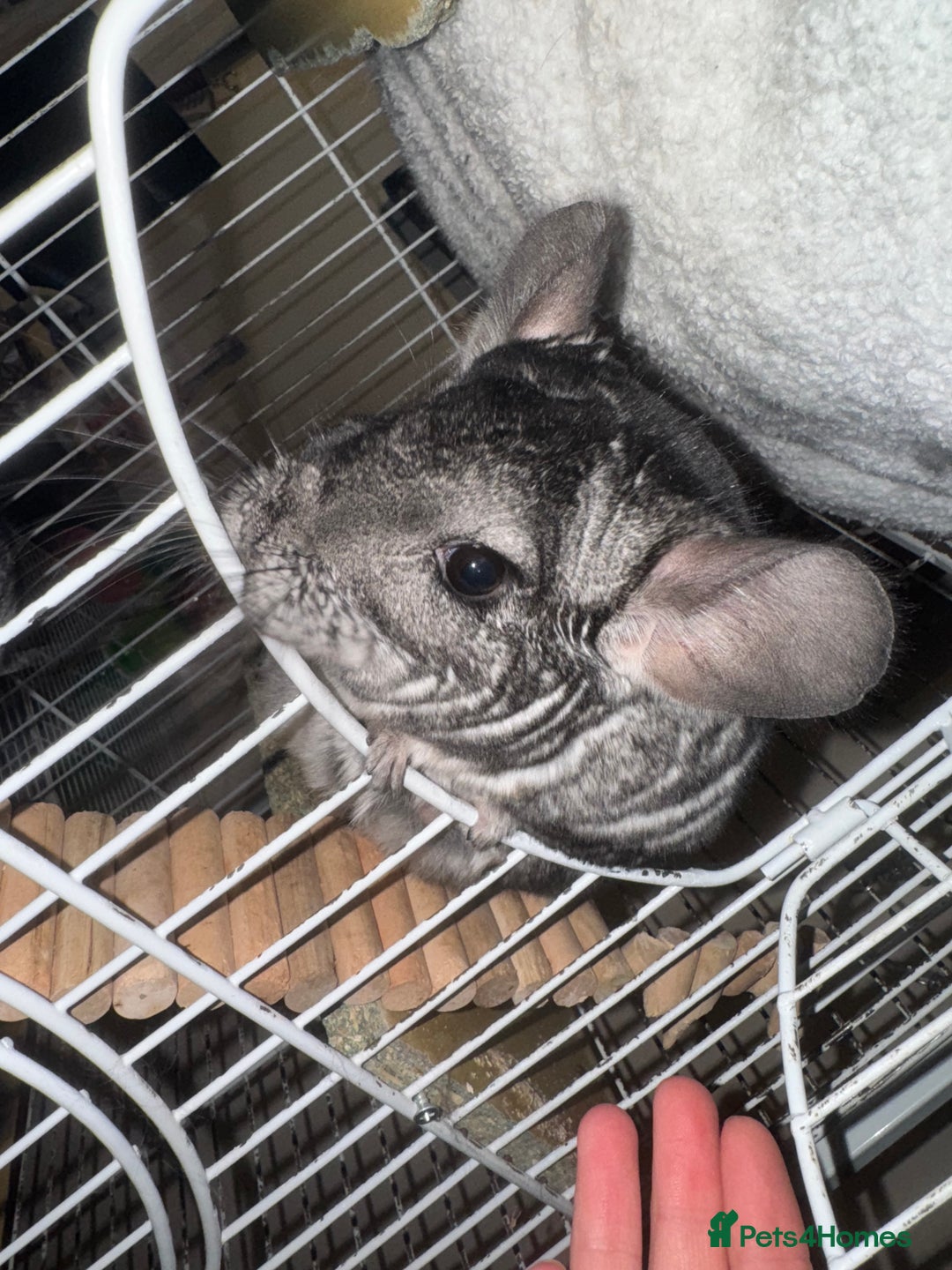 Chinchilla rodents for sale: Chinchillas Females for sale  - Image 7