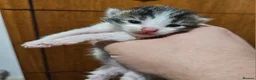 Mixed Breed cats for sale: 2 male kittens  - Advert 12