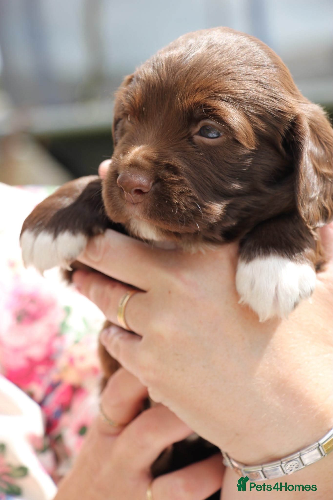 Sprocker dogs Beautiful sprockers for sale - Advert 1