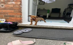 Mixed Breed dogs for sale: American Bullwiler puppy 11 weeks! - Image 7