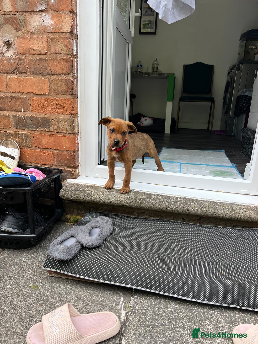 Mixed Breed dogs for sale: American Bullwiler puppy 11 weeks! - Image 7