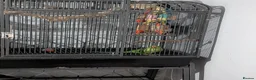 Ringnecks birds for sale: Indian ringneck (cosmos) in Doncaster - Advert 2