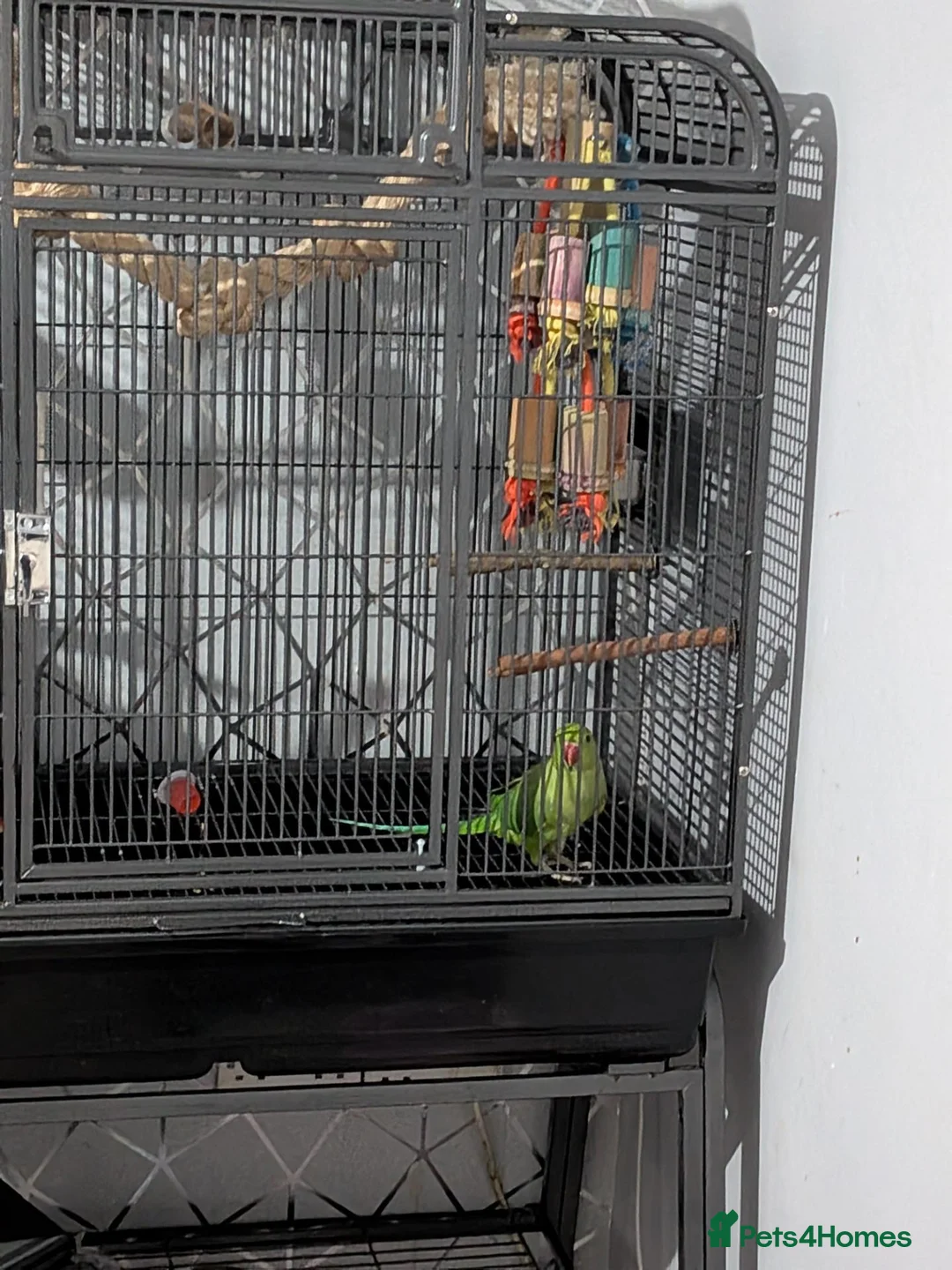 Ringnecks birds for sale: Indian ringneck (cosmos) in Doncaster - Advert 2