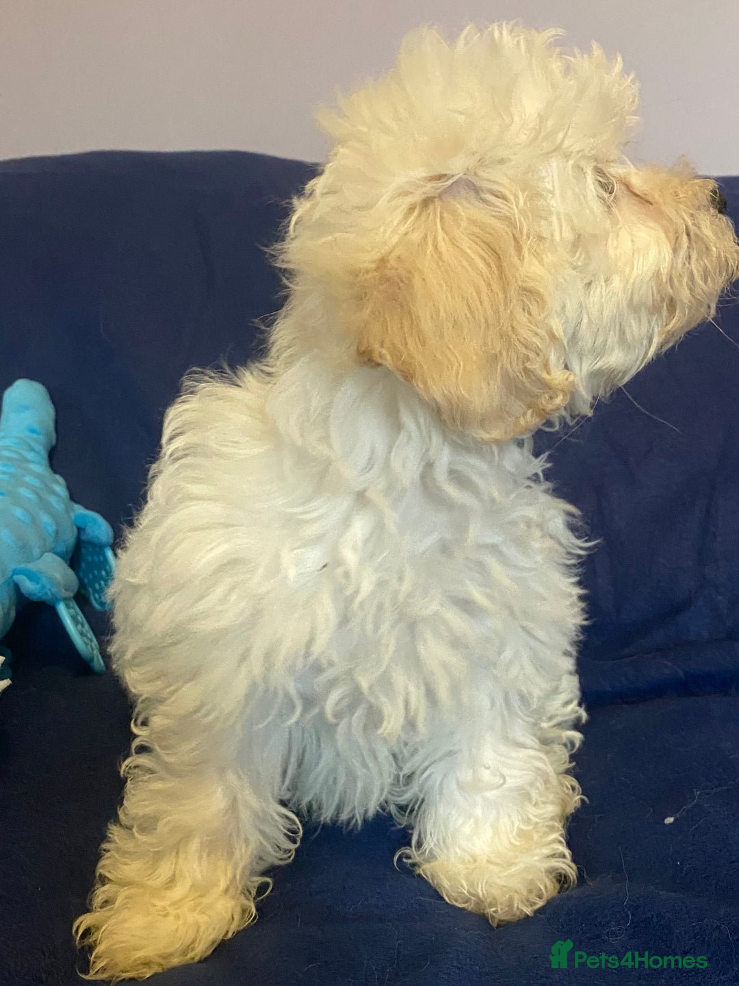 Mixed Breed dogs for sale: Beautiful Shihpoo cross maltese puppies - Image 4