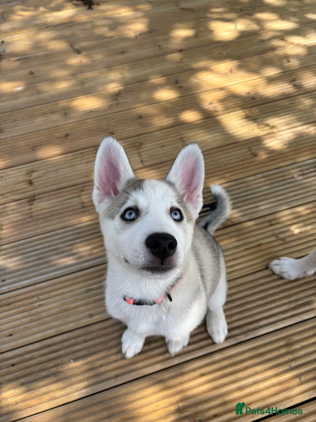 Siberian Husky dogs for sale: LAST Siberian Husky Puppy - Fully Vaccinated - Image 11