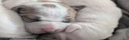 American Bulldog dogs for sale: American bulldogs  - Advert 13