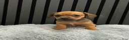 Chiweenie dogs for sale: Cute Chiweenie Boys - Advert 9