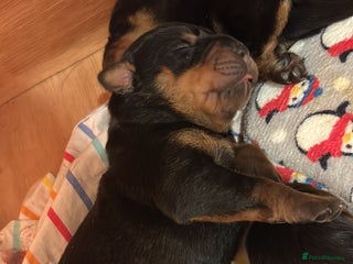 Rottweiler dogs Amazing bunch of 12 rotwellier puppies - Advert 3