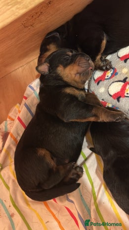 Rottweiler dogs - Advert 3