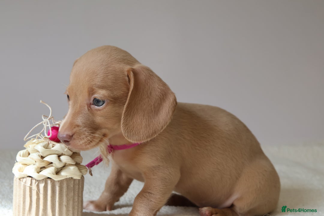 Miniature Dachshund dogs for sale: 🌟5StarsLicense+Holistic+KC+VetCheck+PRAClear - Image 26