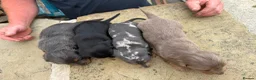 Dachshund dogs for sale: Miniature dachshund for sale in Elland - Advert 5