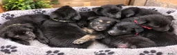 Shepsky dogs for sale: Beautiful german shepherd x syberian husky puppies - Advert 4