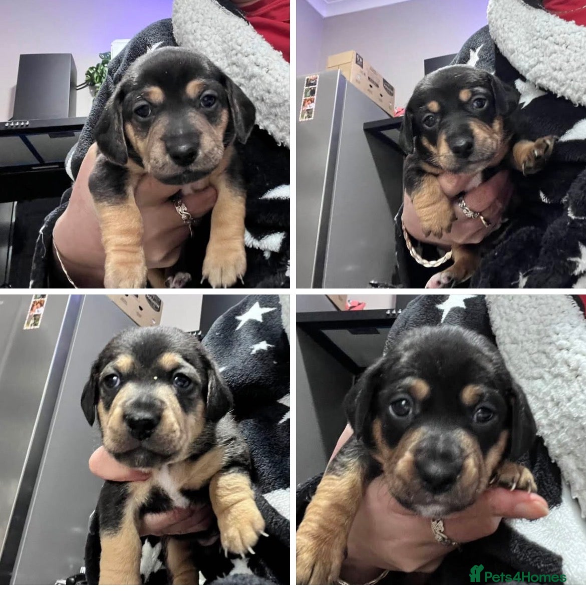 Jackshund dogs Jackshound - Advert 1