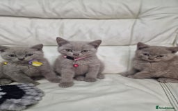 British Shorthair cats for sale: Pure British Short Hair cutties - Image 6