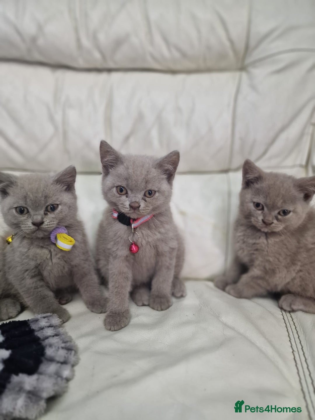 British Shorthair cats for sale: Pure British Short Hair cutties - Image 6
