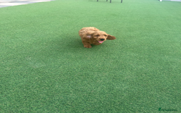 Cockapoo dogs for sale: Cockapoo puppies for sale  - Image 4