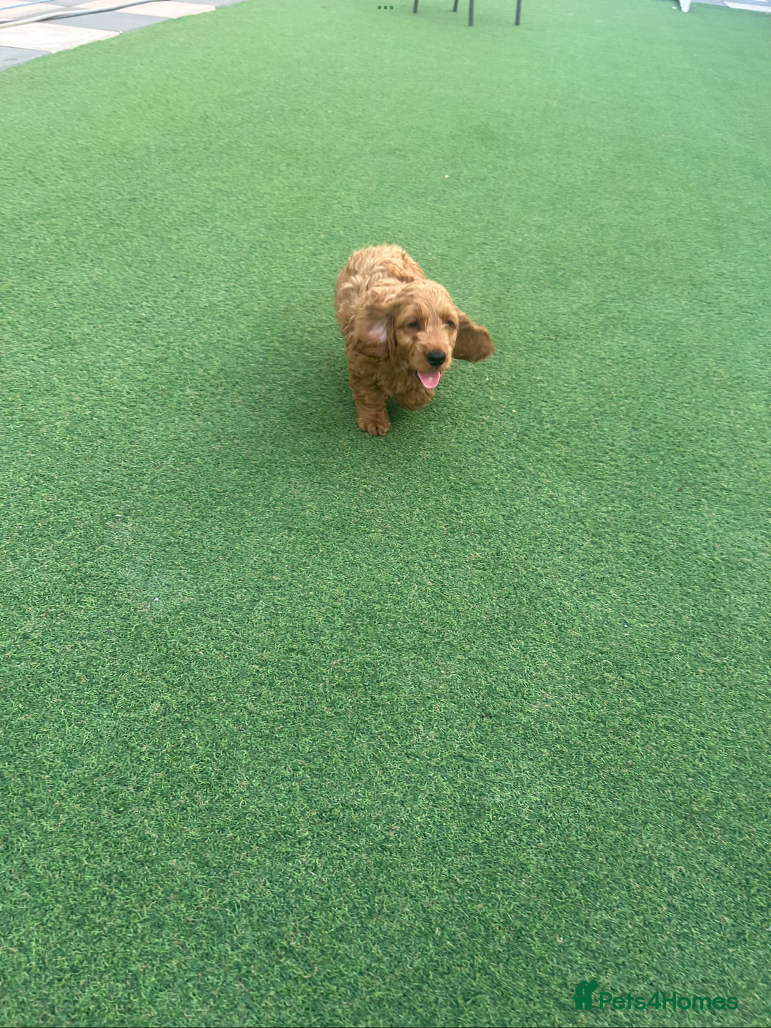 Cockapoo dogs for sale: Cockapoo puppies for sale  - Image 4