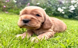 Cocker Spaniel dogs for sale: Gorgeous show type cocker spaniels - Image 3