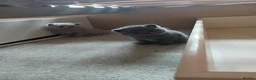 British Shorthair cats for sale: British shorthair kittens  - Advert 10