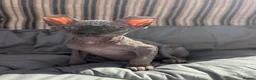 Sphynx cats for sale: Ready for reservation  - Advert 5