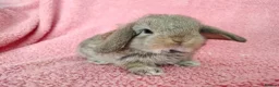 Mini Lop rabbits for sale: Baby mini lops for sale  - Advert 4