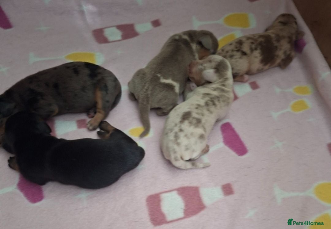 Miniature Dachshund dogs Minature dacshund - Advert 3