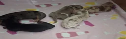 Miniature Dachshund dogs for sale: Minature daschund - Advert 3