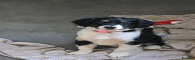 Mixed Breed Puppy 7