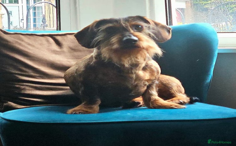 Dachshund dogs - Advert 4