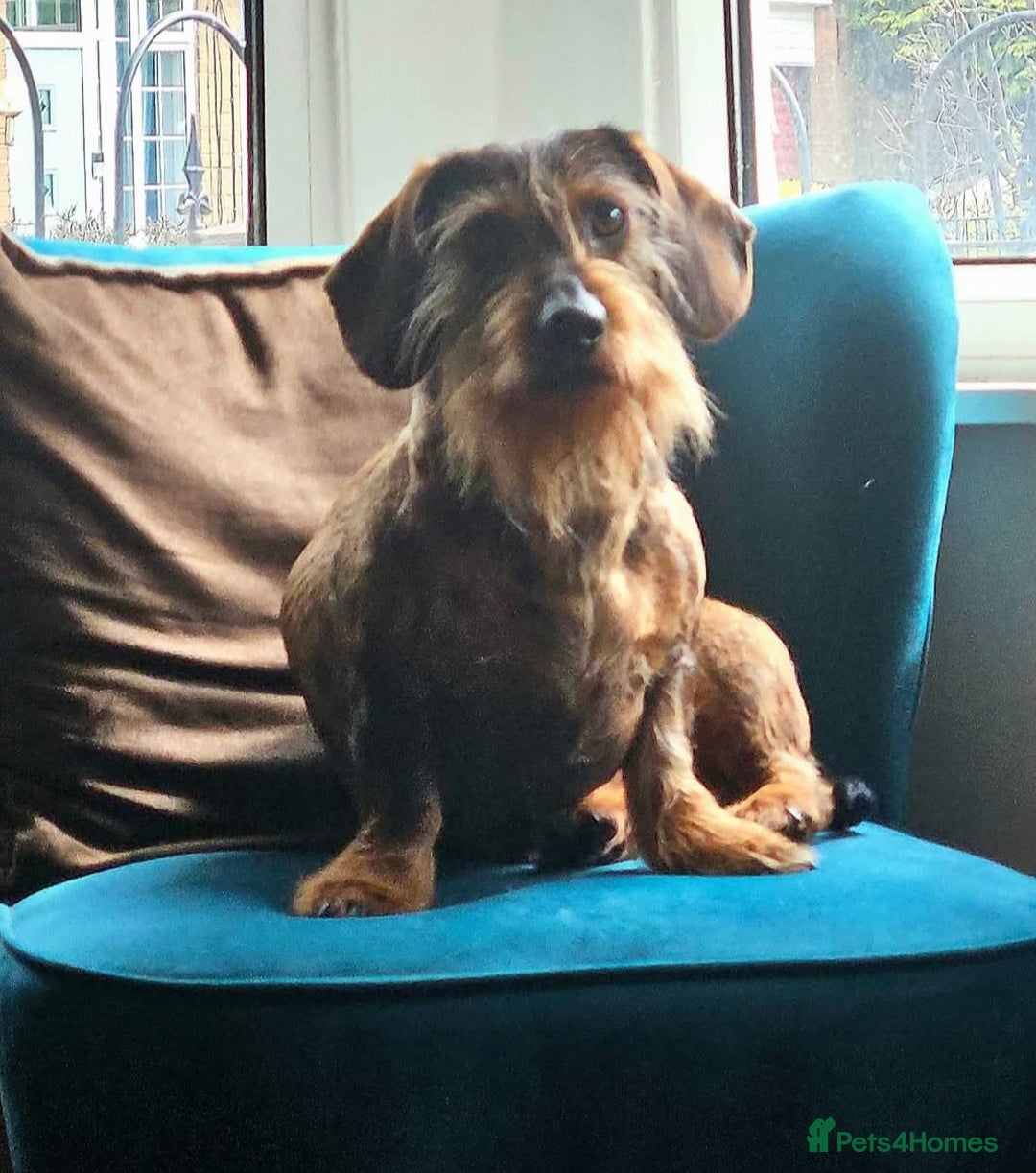 Dachshund dogs for sale: Wirehaired dachshund  - Image 1