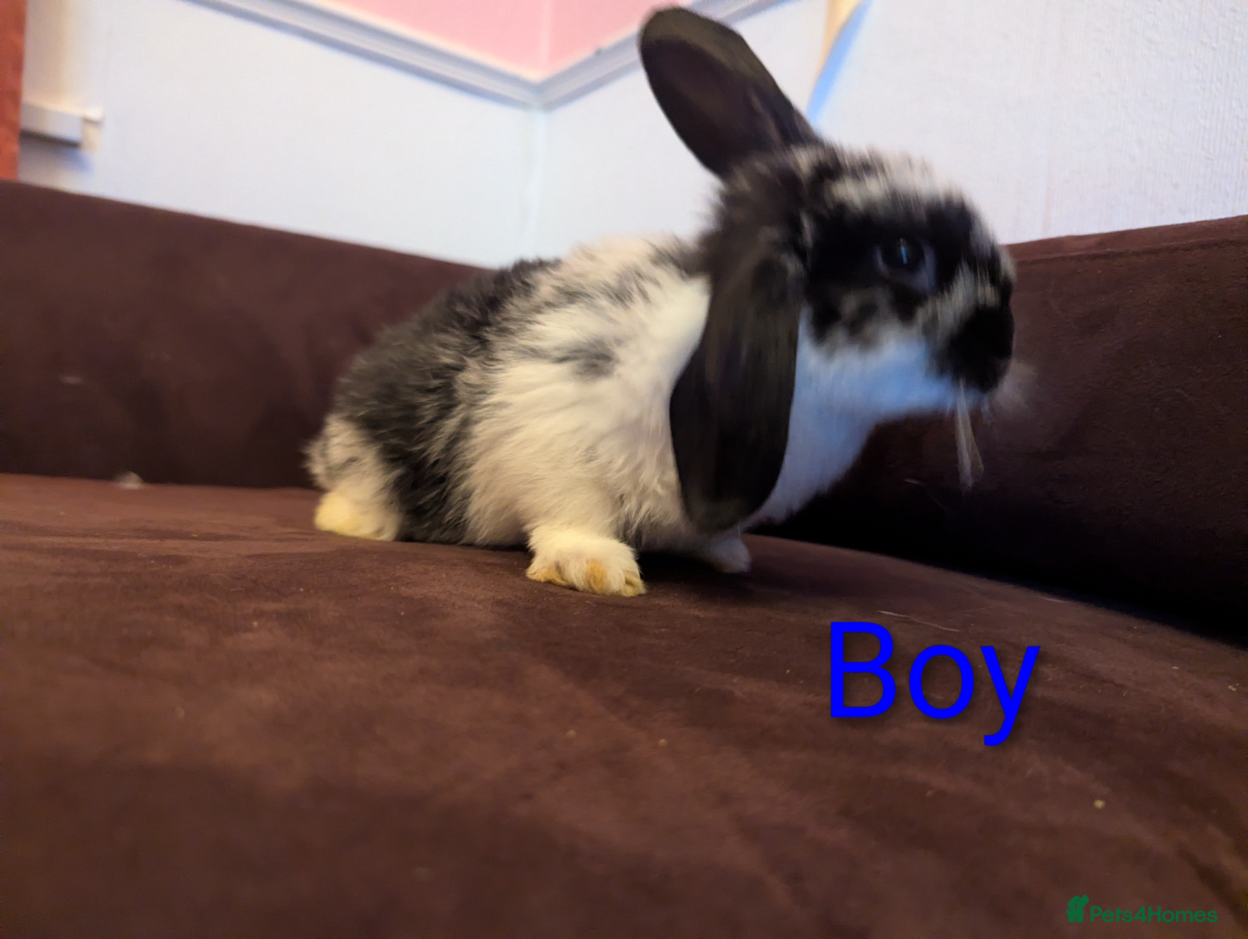 Mini Lop rabbits Mini Lop babies for sale £40 each - Advert 1