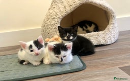Mixed Breed cats for sale: Kittens - 2 boys 1 girl - ready to leave! - Image 7