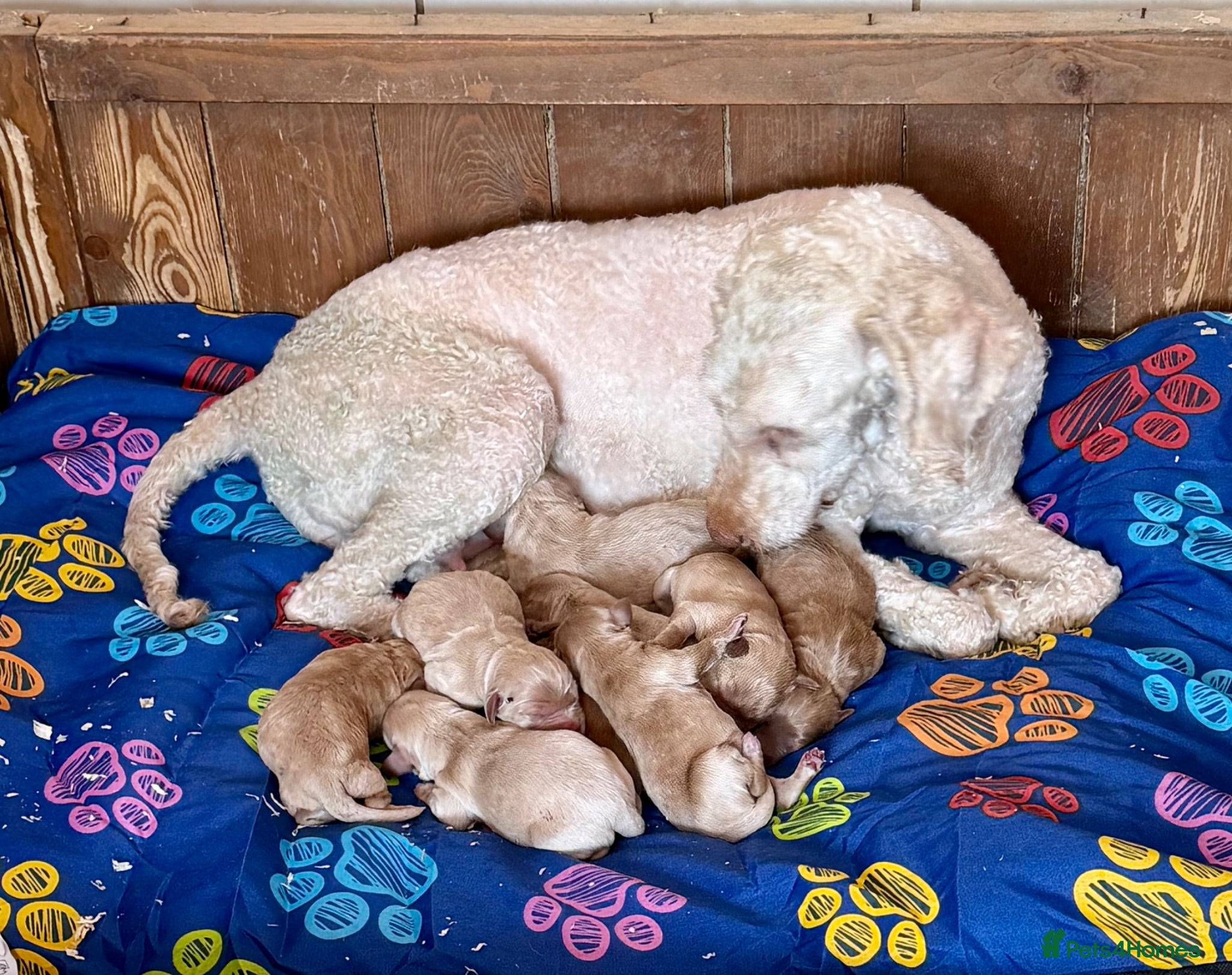 Labradoodle dogs Miniature Labradoodles frm licensed Exp breeder - Advert 2