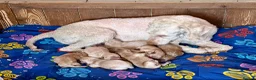 Labradoodle dogs for sale: Miniature Labradoodles frm licensed Exp breeder - Advert 2