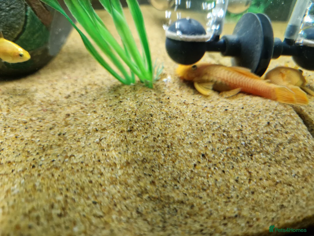 Plecos fish for sale: Plecos for sale - Advert 2