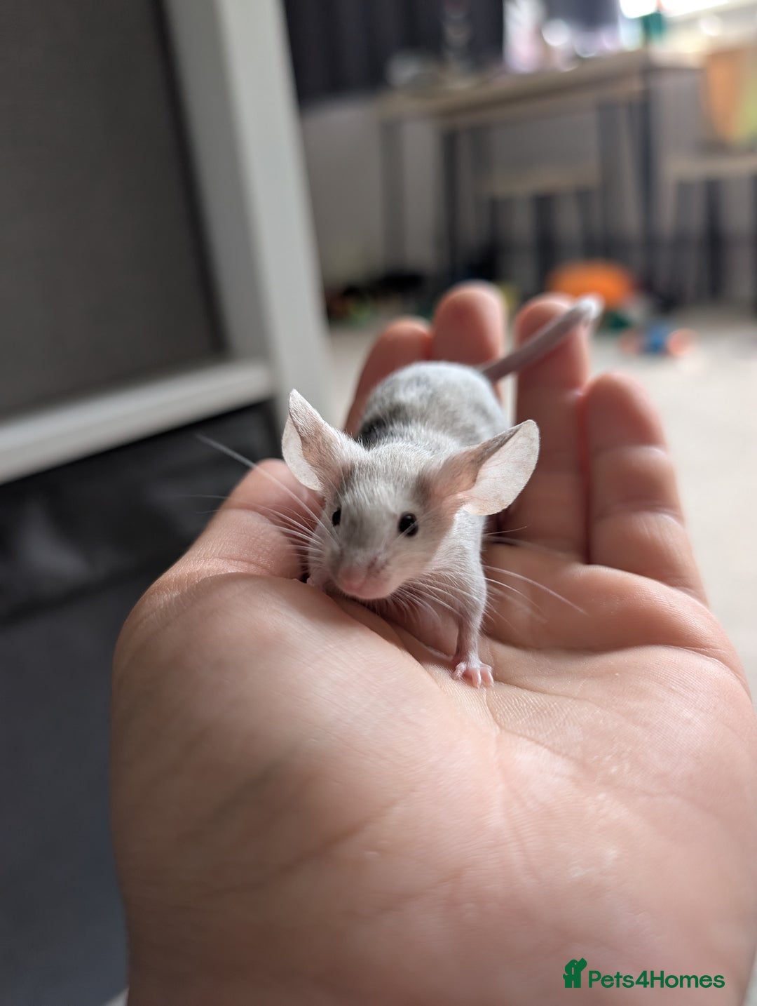 Mouse rodents for sale: Fancy mice looking for homes  - Image 11